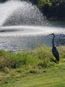 Blue Heron on #15