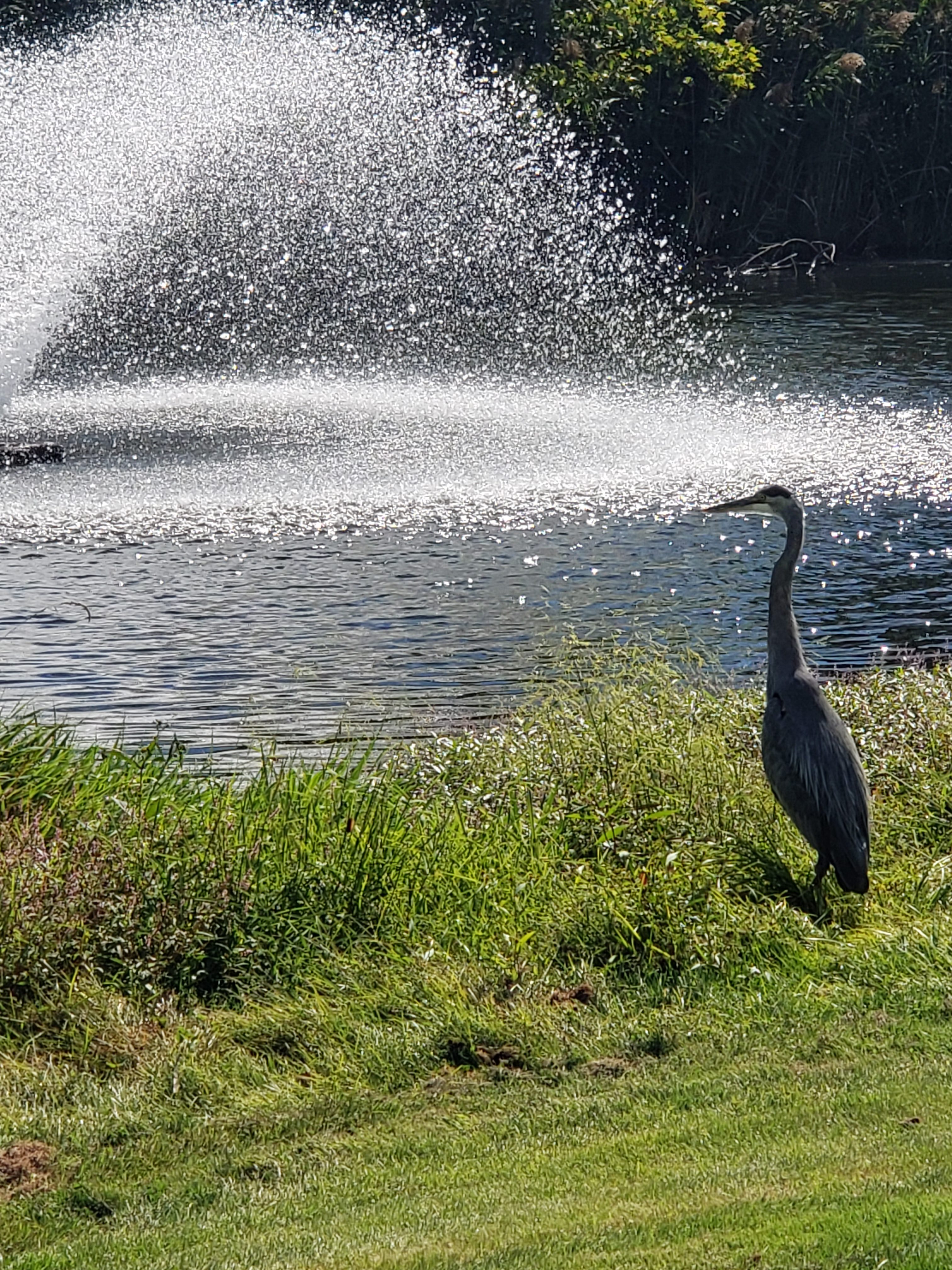 Blue Heron on #15