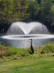 Blue Heron on #15